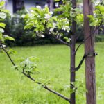 De Ultieme Gids voor het Planten van Oude Fruitbomen: Stap voor Stap Instructies