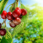 Red,And,Sweet,Cherries,On,A,Branch,Just,Before,Harvest